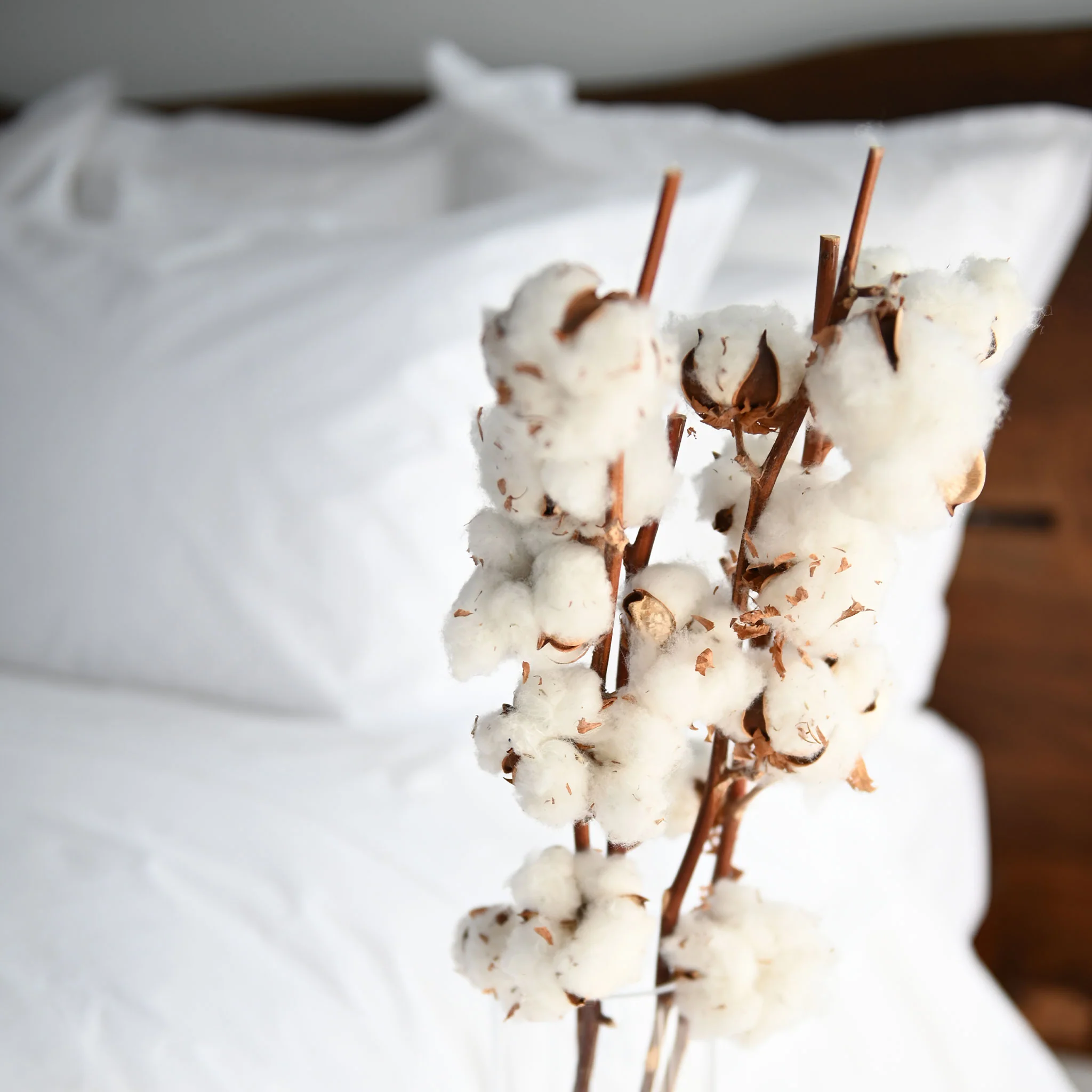 Nico Organic | Pillowcases and Shams - Image 6