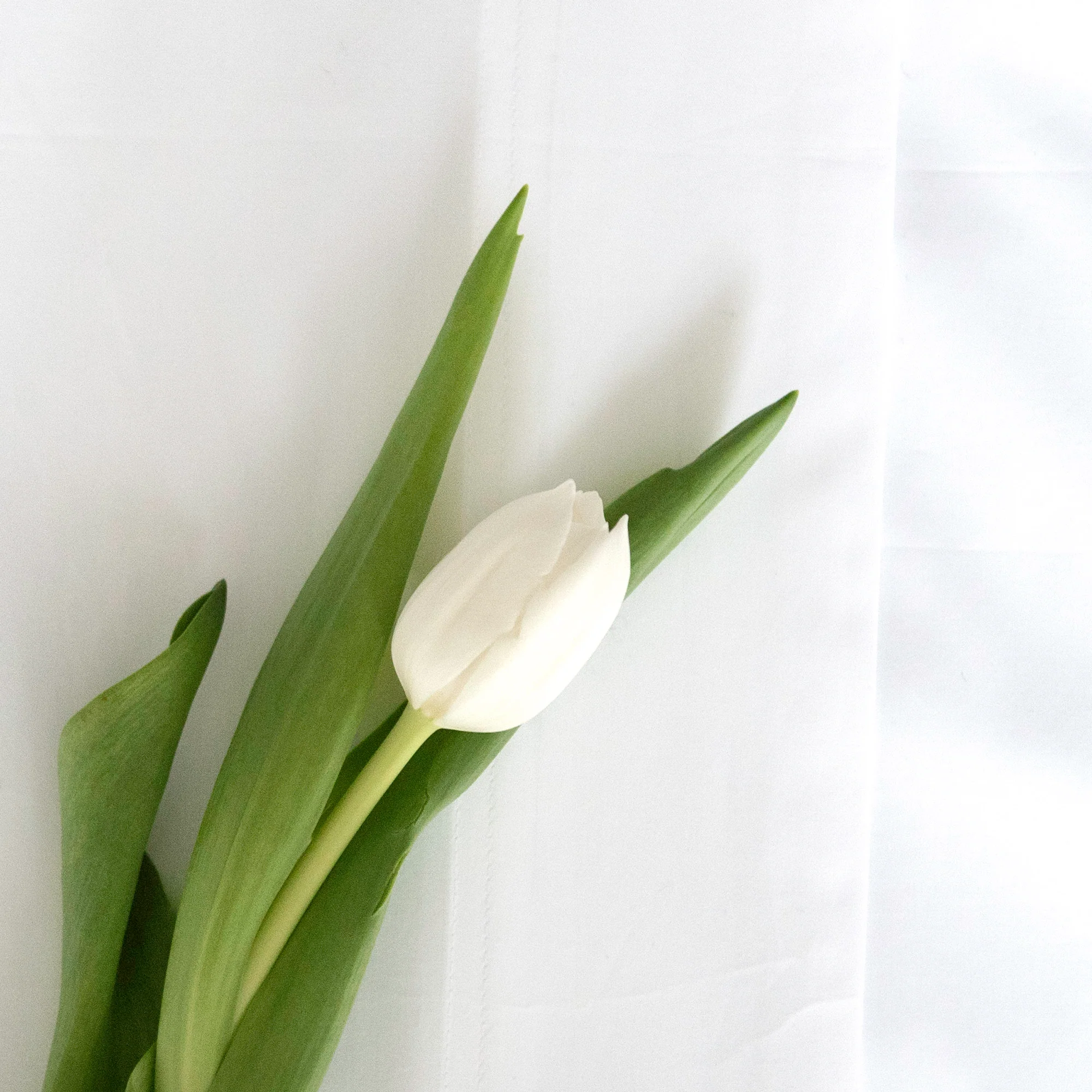 Sintra Percale | Sheet Set | by St Geneve - Image 5